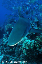 Facing the grey reef shark. D50/12-24mm one strobe (borab... by Moeava De Rosemont 